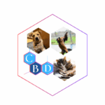 PET OPTIONS FOR CBD OPTIONS