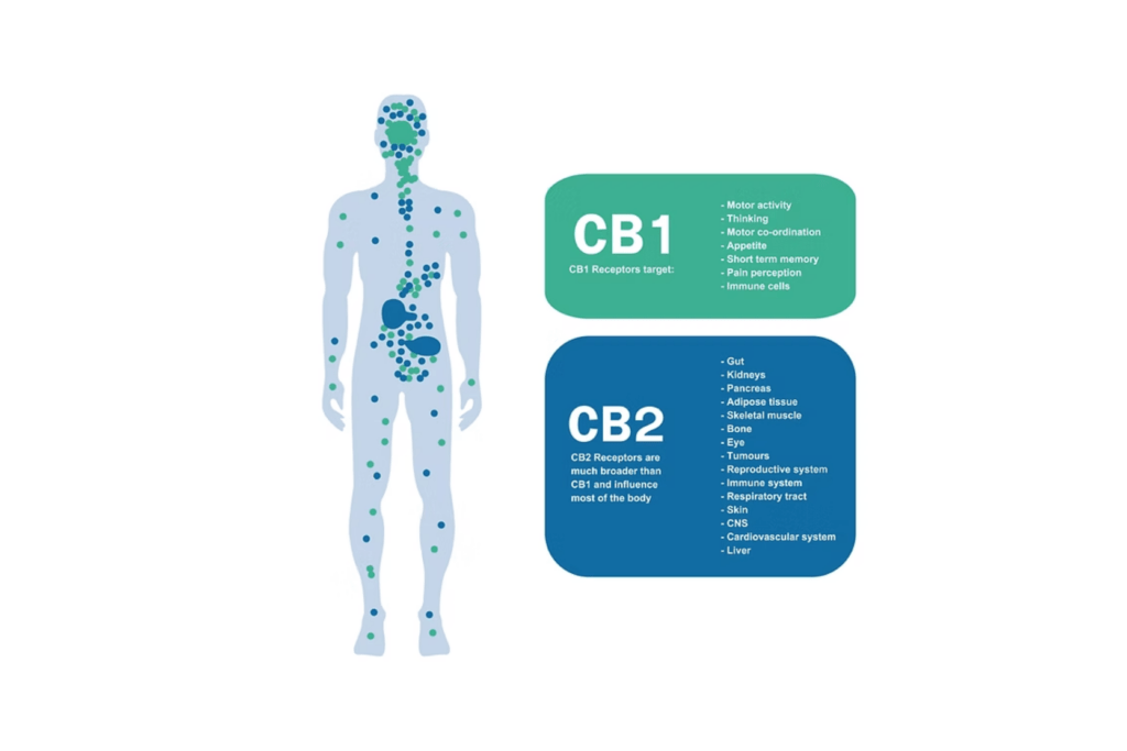 THE CBD CONNECTION CHINO VALLEY