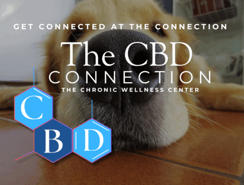 ryleighs journey a spirited irish setters path to wellness